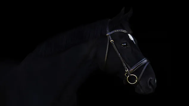 דיוקן של סוס שחור על רקע שחור 4K טפט