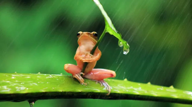 Pose of a red frog holding a leaf to avoid getting wet in the rain