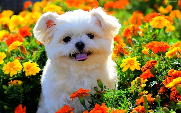 Pose van schattige witte hond tussen gele, rode bloemen