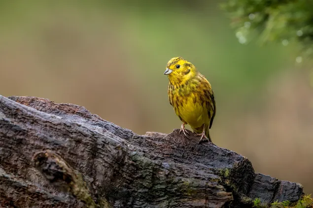 木の上の小さな鳥のポーズ HD 壁紙