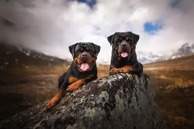 Pose von zwei schwarzen Hunden auf Stein herunterladen
