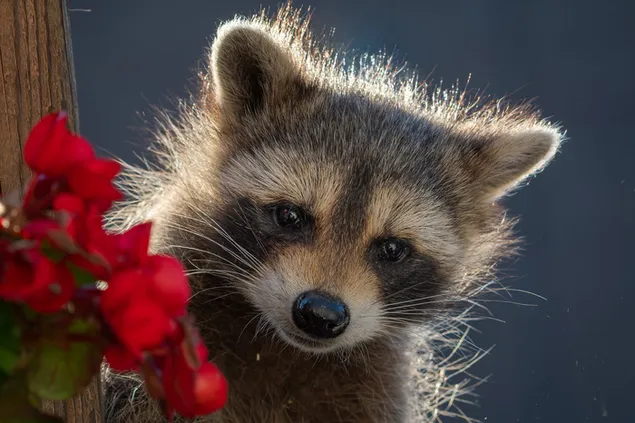 Posing rajun comel dengan bunga merah 2K kertas dinding