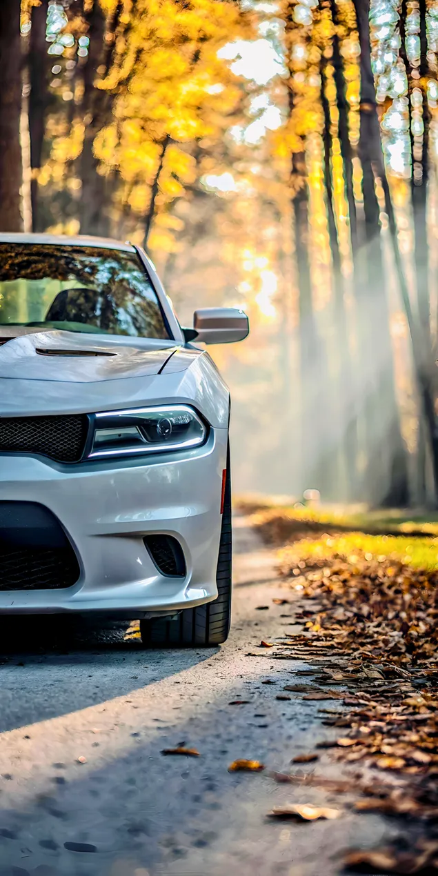 sedan i fuqishem i bardhe qe nget neper nje rruge pyjore vjeshtore te ndricuar nga dielli shkarkim