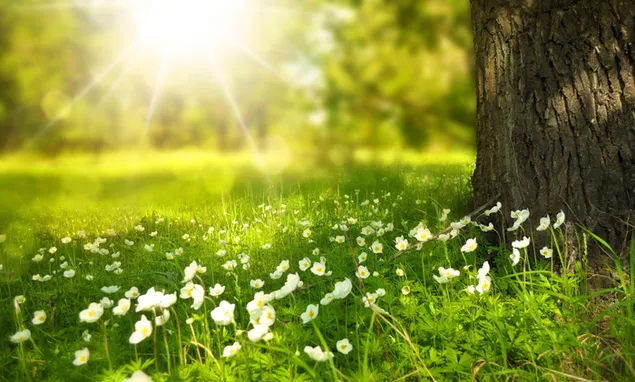 Prachtig lentelandschap download