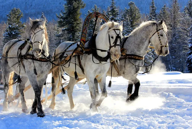 Prachtige Anatolische paarden rennen in de sneeuw