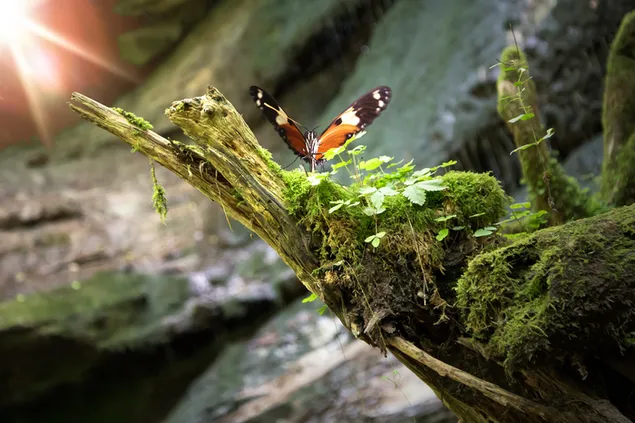 Prachtige vlinder staat majestueus op een droge boomtak. download