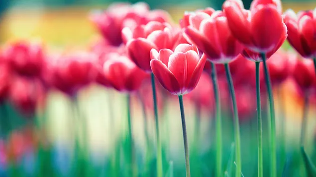 Prado de tulipanes rojos