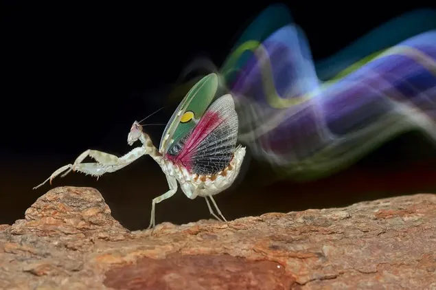 Praying mantis med farverige vinger på sten foran sort baggrund download