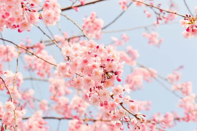 Precioso árbol de flor de cerezo