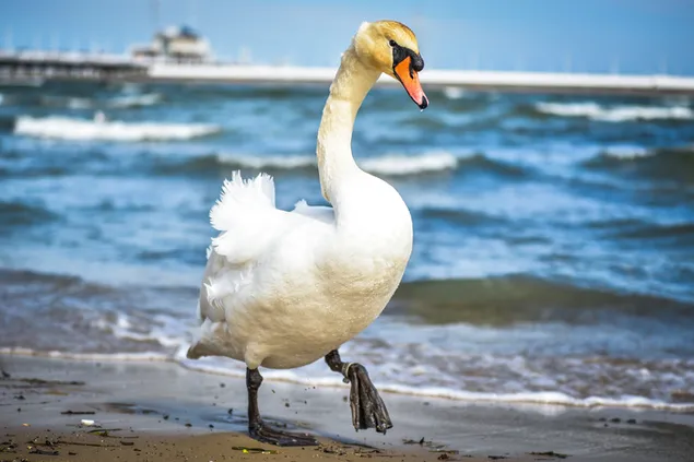 Precioso cisne caminando por la orilla del mar