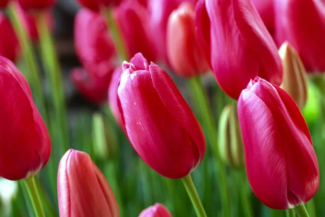 Precioso jardín de tulipanes rosas