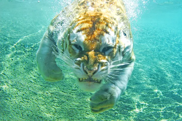 Predatory tiger swimming in clear water chasing prey