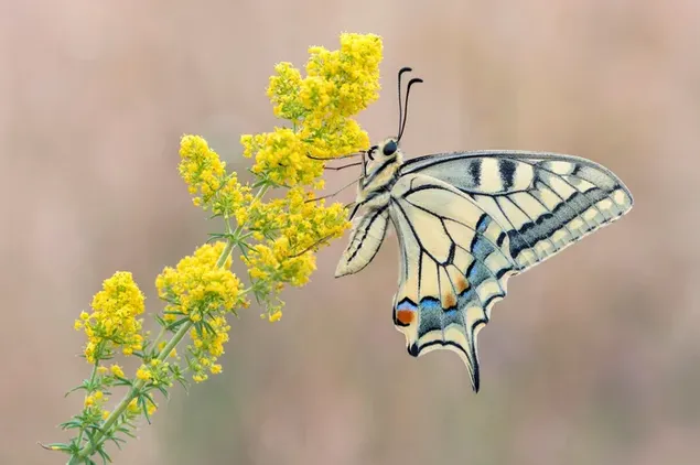 Mooie grijze vlinder en een gele bloem 4K achtergrond