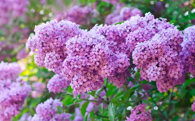 Pretty Purple Blossoms