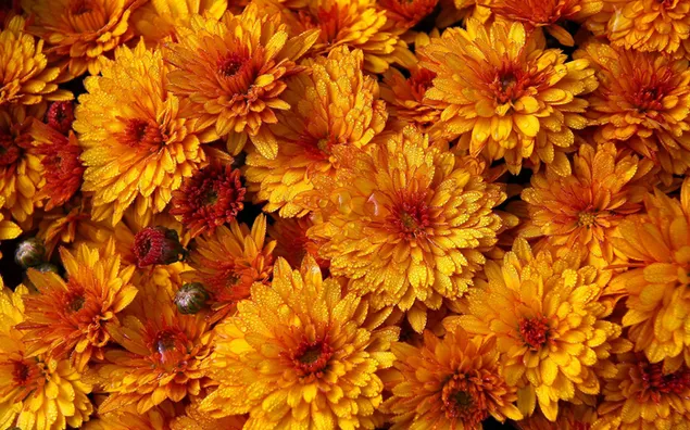 Hübsche gelbe Blüten HD Hintergrundbild
