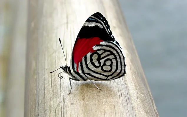 Primer plano de mariposa colorida