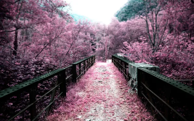 Puente cubierto de pétalos de flores rosas en primavera descargar
