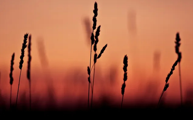 Puesta de sol en campo de trigo descargar