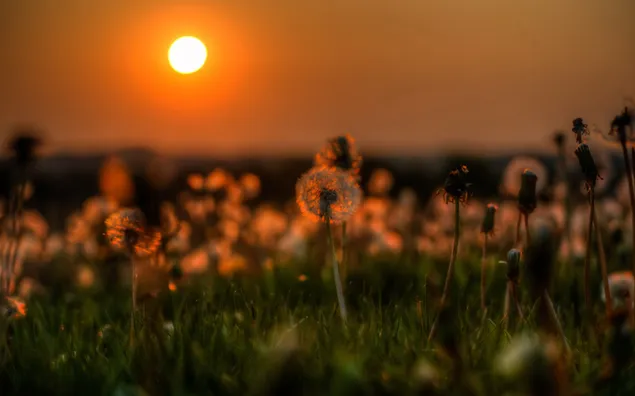Puesta de sol en el campo de flores de diente de león