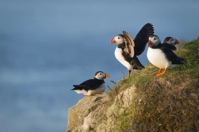 นกพัฟฟิน HD วอลเปเปอร์