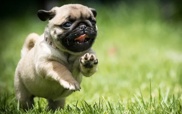 Pug, perro, campo, correr, cachorro, hierba, lindo HD fondo de pantalla