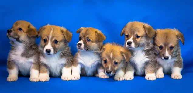 puppy's voor een blauwe achtergrond