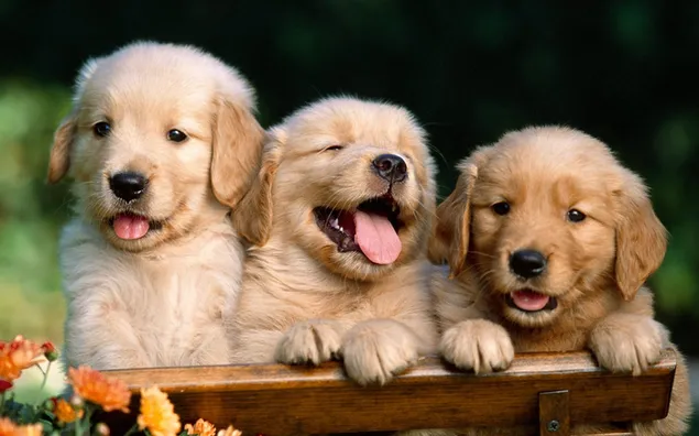 Puppies look amazing having fun on the flowery bench