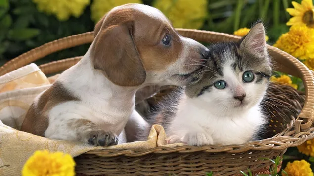 Puppy en kitten in een mand 2K achtergrond