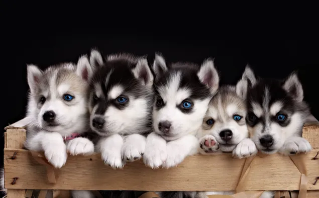 Puppy, cute animals HD wallpaper download