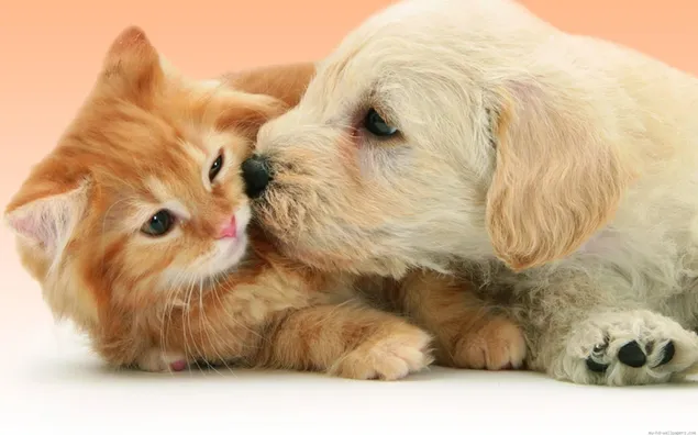 cachorro, perro, besar, gato HD fondo de pantalla
