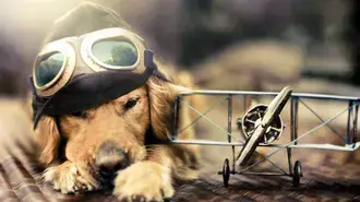 stene zlateho retrivra s letadlem a pilotnim kloboukem stahnout