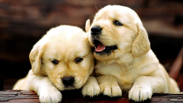 Puppy Labradors