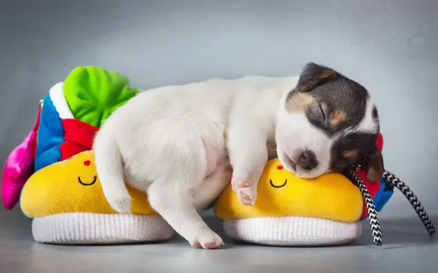 Puppy slaapt op pantoffels 2K achtergrond