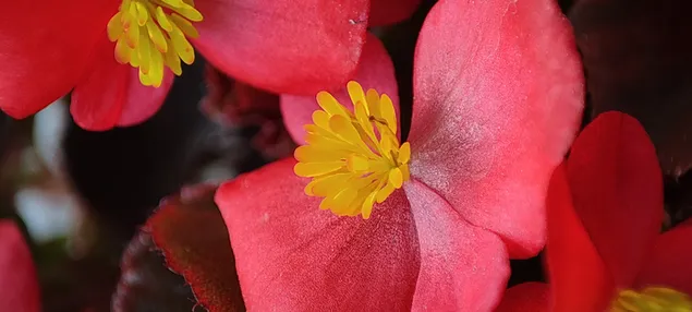 プリムローズの花の背景