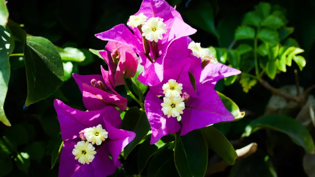 Zi Jiu Zhong Ge  Xia Zai