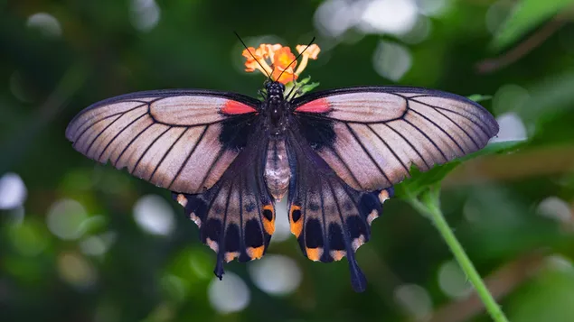 Paarse vlinder 4K achtergrond