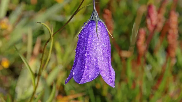 Campanula ungu dan tetesan air hujan unduhan