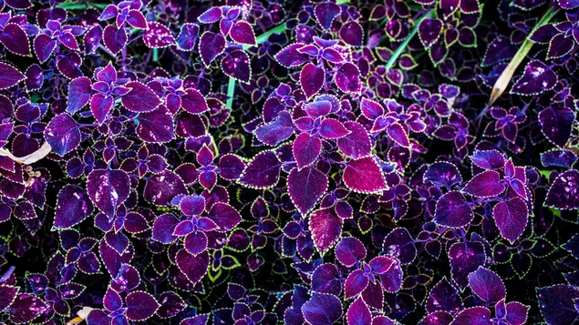 Purple Coleus 4K Tapeten