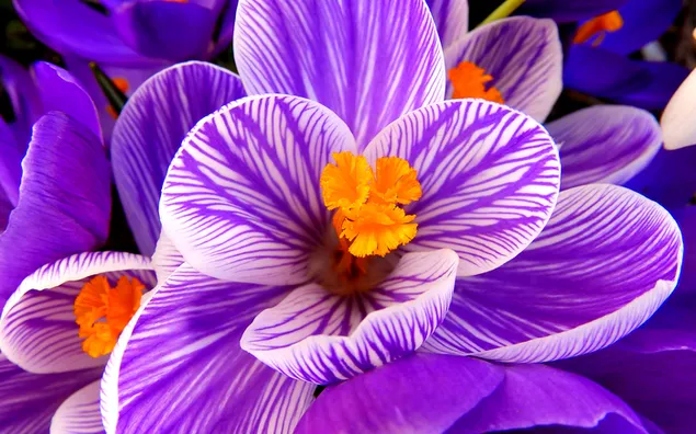 Flores de azafrán púrpura de cerca