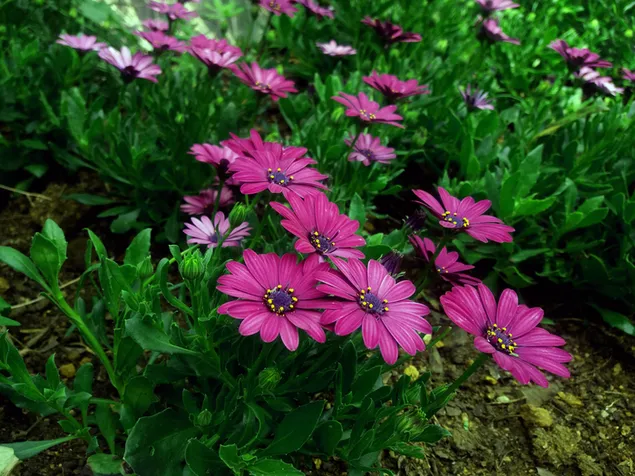 Lila Gänseblümchen im Garten 4K Hintergrundbild