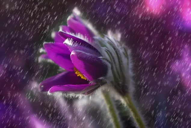 Bunga aster ungu di tengah hujan