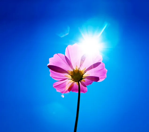 Purpurrote Blume am sonnigen Tag 2K Hintergrundbild