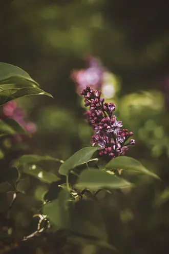 زهرة أرجوانية في صورة عدسة تحول الميل 4K خلفية