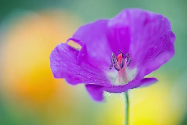 Lila Blume herunterladen