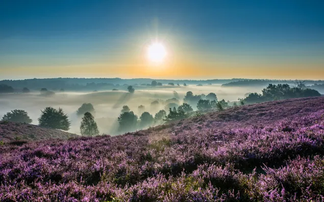 紫の花と霧の自然の日当たりの良い景色 ダウンロード