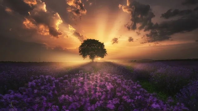 Lila Blüten und Baum bei Sonnenuntergang 4K Hintergrundbild