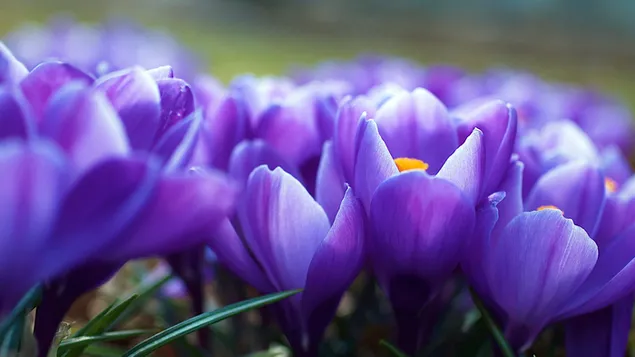 Purple flowers close up download