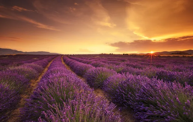 Púrpura lavanda rosa nacimiento en el jardín 2K fondo de pantalla