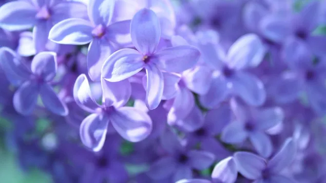 Purple lilacs download