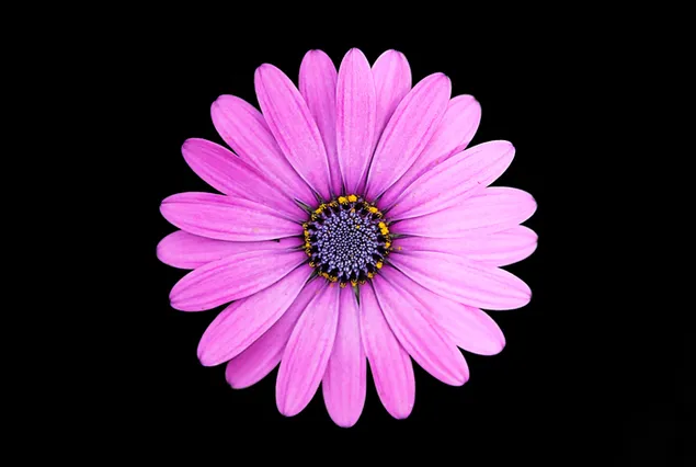 Lila Margarita-Blume aus nächster Nähe 2K Hintergrundbild